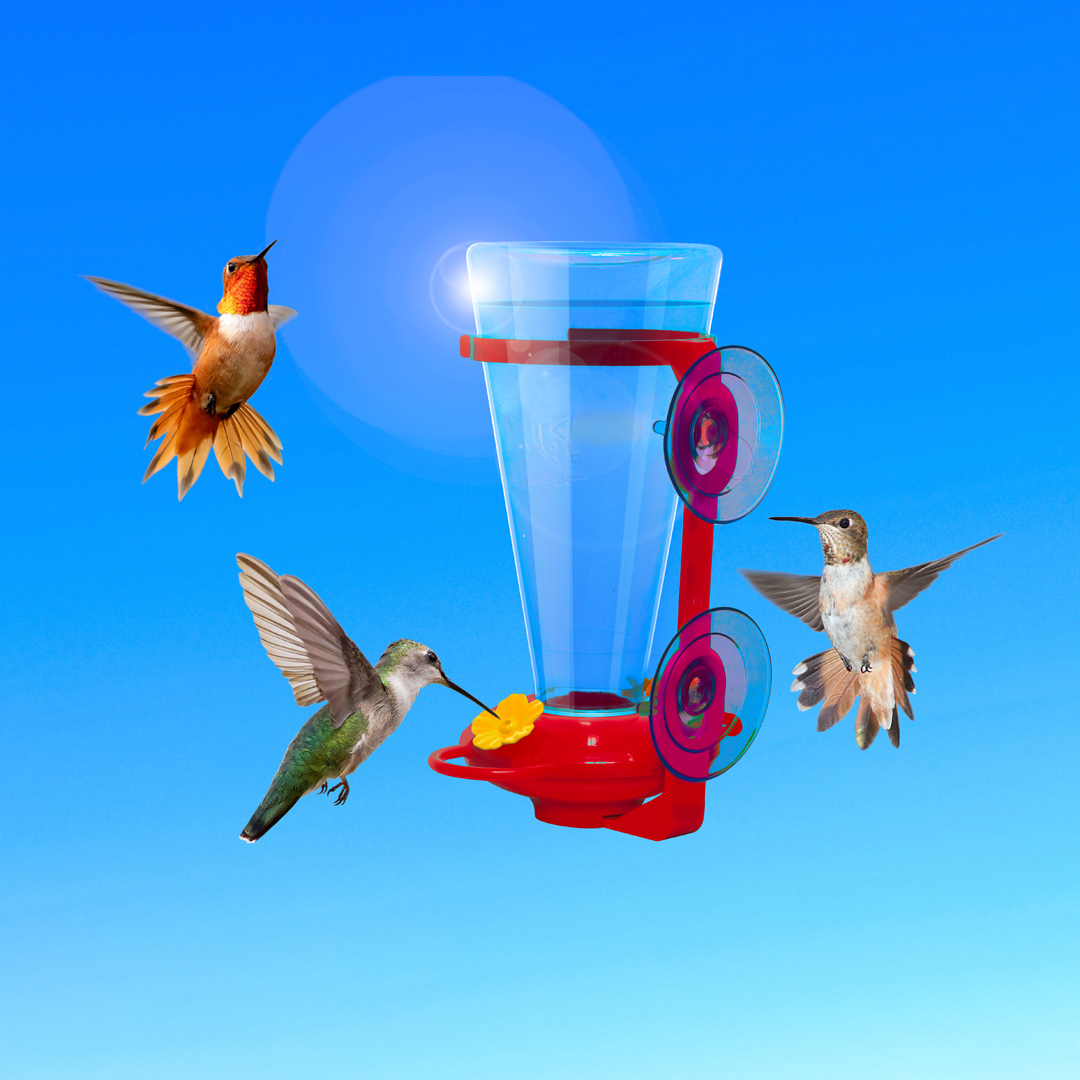 Window-mounted hummingbird feeder for the ultimate bird watching experience